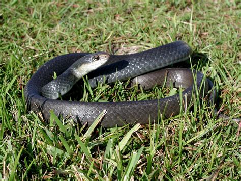 9 Types of Black Snakes in North Carolina - Doggodigest