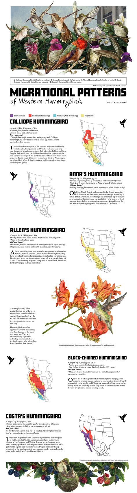 Hummingbird Migration Route - Rasgorshek