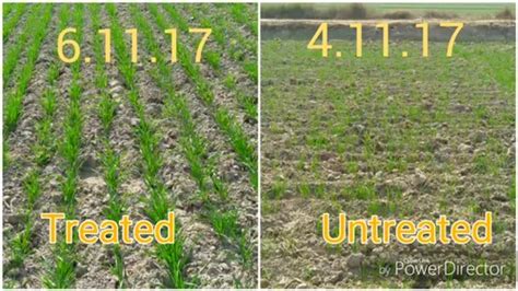 Silica and Chitosan Liquid - Silica-109-Silicate Solubilizing Bacteria ...
