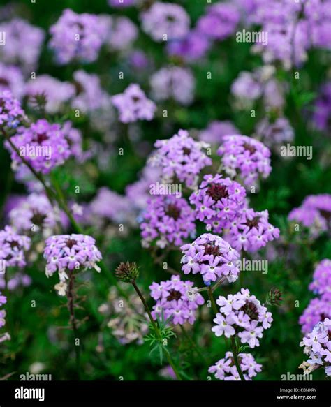 Verbena speciosa Sterling Star Trailing verbena tender perennial ...
