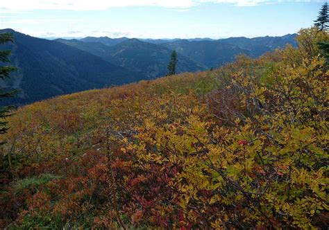 Washington Fall Colors 的图像结果