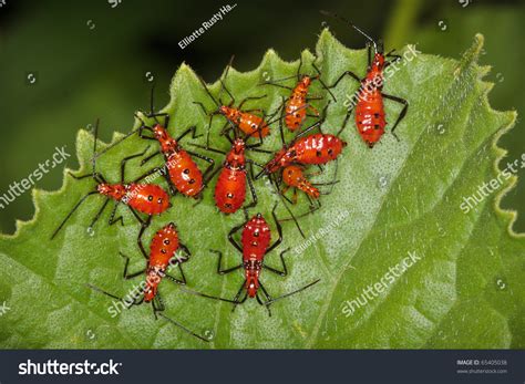 Leaf-Footed Bug Nymphs Stock Photo 65405038 : Shutterstock