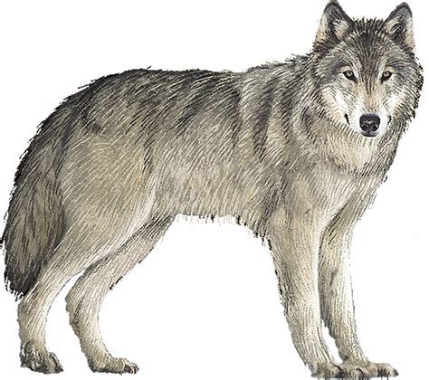 Free wolf, Download Free wolf png images, Free ClipArts on Clipart Library