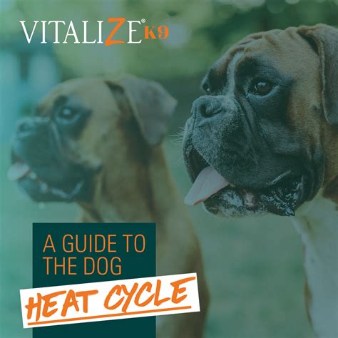 A Guide to the Dog Heat Cycle - Vitalize Canine