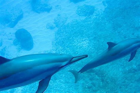 2026 Private boat - Dolphin - Snorkeling - Lunch at Bénitiers Island ...