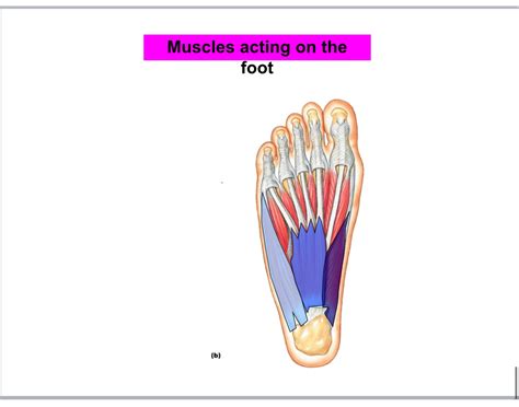 Muscles of foot: anatomy Quiz