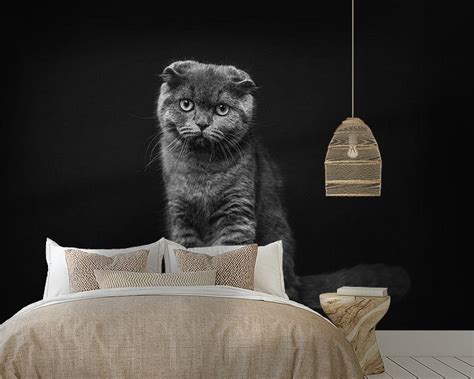 portrait of dark cat in studio by Lotte van Alderen on canvas, poster ...