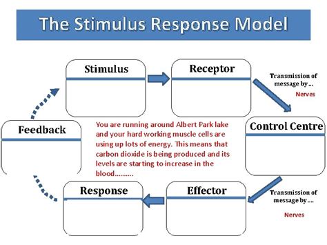 Image result for Stimulus–response Model Examples
