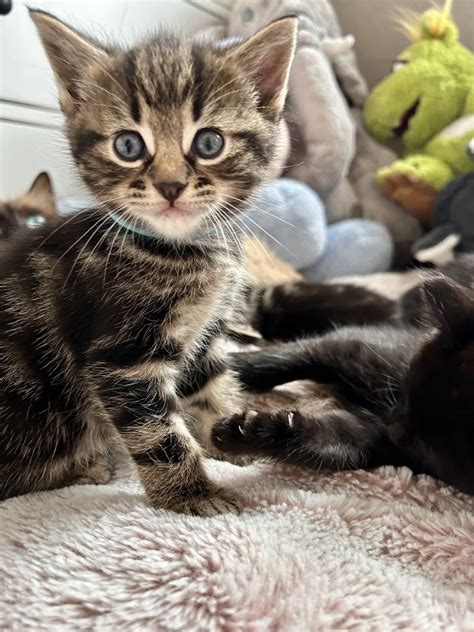 Katzen Kleinanzeigen