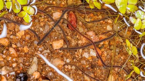 5 essential insects that protect your plants and reduce garden pests