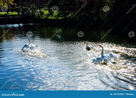 Lovely White Swans Live in the Pond Stock Photo - Image of beautiful ...
