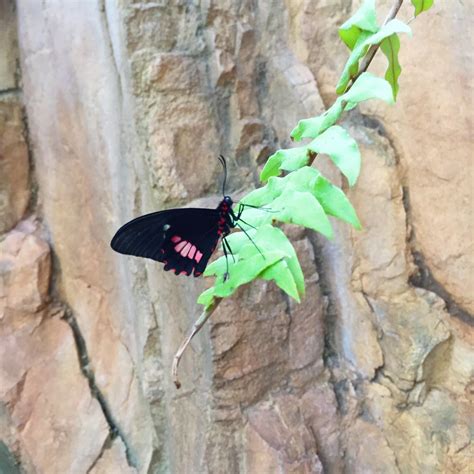 Image result for Grand Rapids Spring Ball