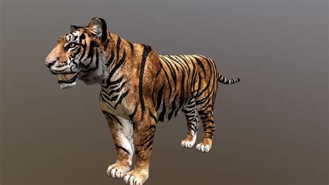 Tiger 3d model