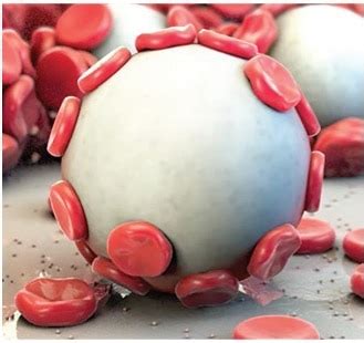 Arista™ AH Absorbable Hemostat | Simple, Safe, Effective | BD