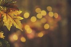 Rustic Country Fall Backgrounds by Fall Backgrounds Rustic Still With Leaves And Bokeh Rustic Country Fall Backgrounds