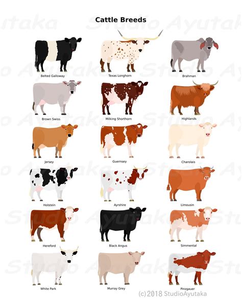Cattle Breeds