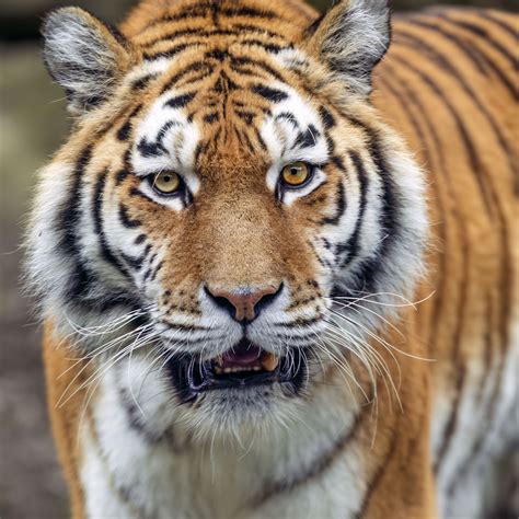 Download wallpaper 3415x3415 tiger, big cat, predator, striped ...