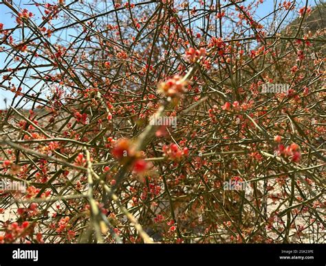 Image result for Multi-Input Fild HTML