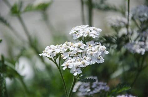 Yarrow Flower – Symbolism and Meaning - Symbol Sage