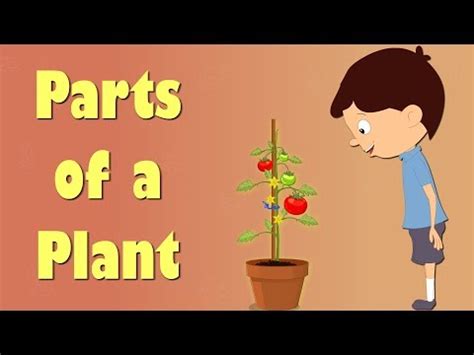 Parts of a Plant and their Functions (Overview) Video Lecture - Science ...