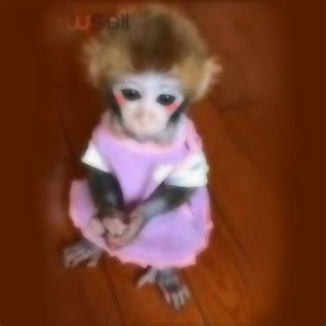 Little Monkeys, Cute Little Animals, Baby Animals, Spider Monkey, Pet ...