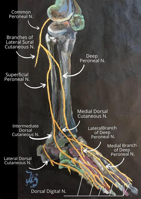 Sciatic Nerve Course Anatomy