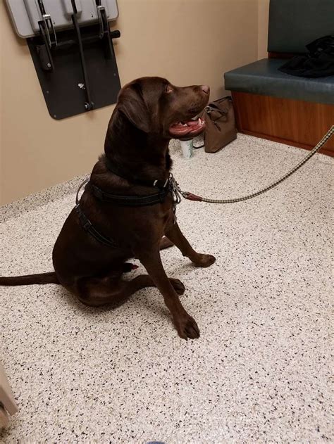 Brookville Road Animal Hospital - 8049 Brookville Rd, Indianapolis, IN ...