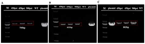 Genetic Transformation of Tribonema minus, a Eukaryotic Filamentous ...