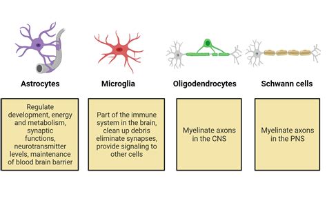 1.2: Building a Nervous System - Social Sci LibreTexts