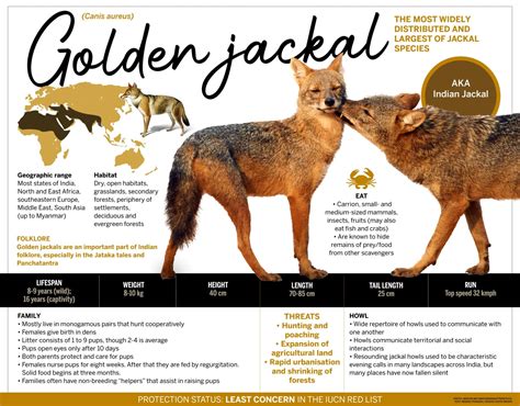 Golden Jackal: Facts, Diet, Habitat