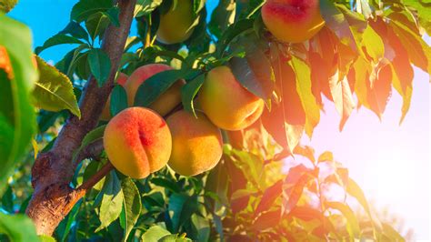 Best Peach Farms in Georgia - Eater Atlanta