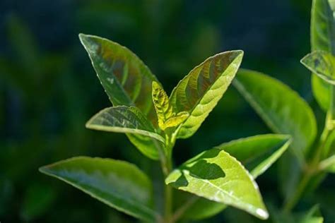 The Entacloo Tea Plant : Amazon.in: Garden & Outdoors