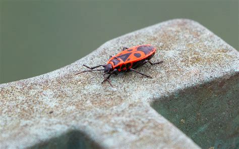 What Are These Little Red Bugs? - OMNIS Pest Control