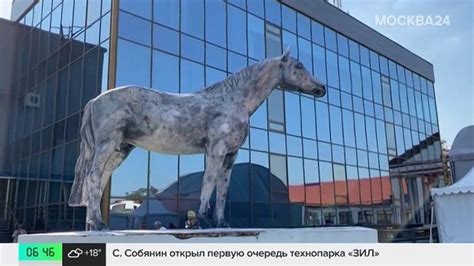 Выставка лошадей пройдет на ВДНХ 14 сентября – Москва 24, 12.09.2024