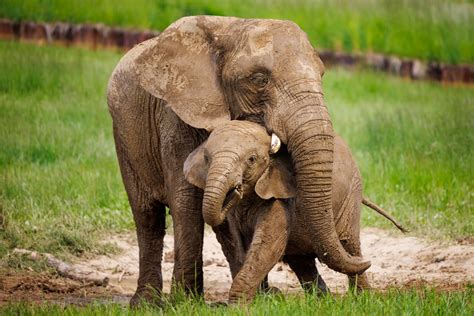 Facts About Elephant Mothers at Victoria Brownlee blog