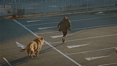 Image result for Newest Python Attack Lion Clips