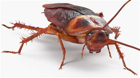 Animated Cockroach 的图像结果