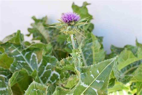 Tall Thistle Plant