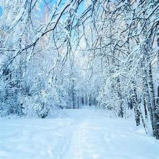 Snow Backdrop by Snow Covered Forest Winter Landscape Photography Backdrop Snow Backdrop