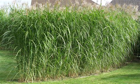 Growing – Privacy Grass