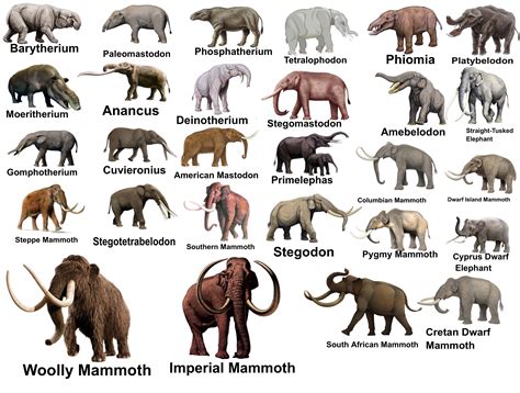 Columbian Mammoth Vs Wooly Mammoth