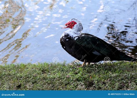 Muscovy Duck Walking by the Water in South Florida Stock Image - Image ...