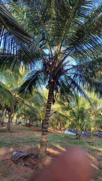 1 Acre Agricultural/Farm Land for Sale in Pollachi, Coimbatore - by A2z ...