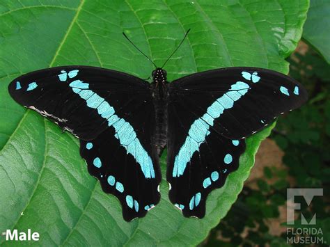 Blue Swallowtail Butterfly