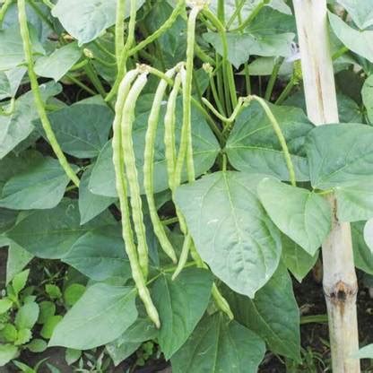 VibeX LOBIA, BEANS, FAVA BEANS Seed Price in India - Buy VibeX LOBIA ...