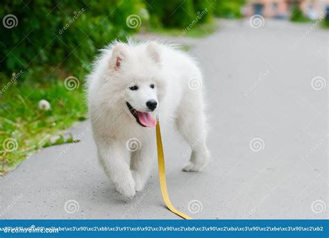 Image result for Apple iOS User Interface