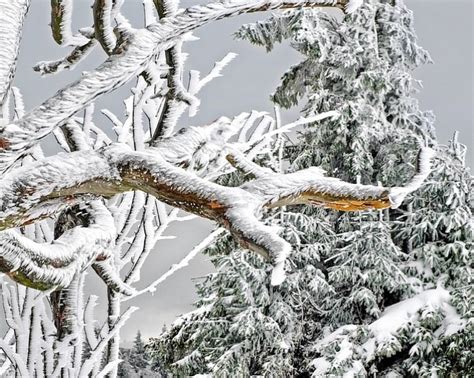 https://desisroofing.com/wp-content/uploads/2023/12/branch-with-ice.jpg