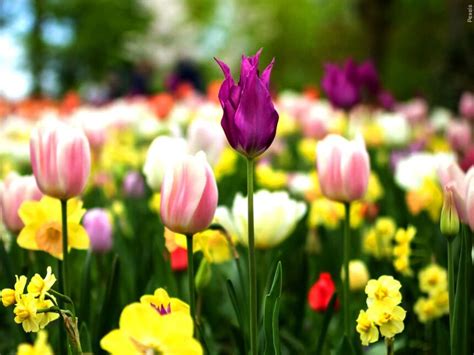 Spring Box Water Development 的图像结果