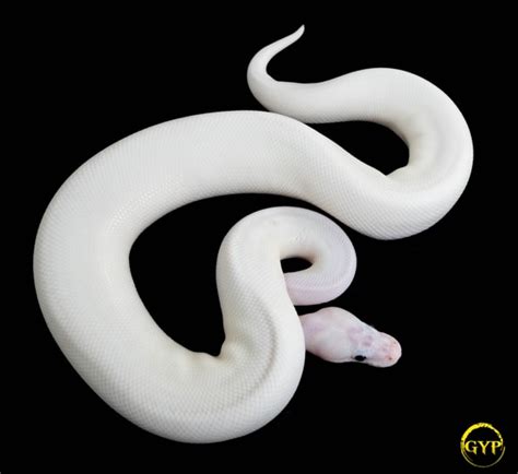 Image result for White Wedding Ball Python