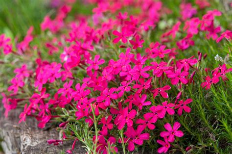 Tall Pink Phlox Flowers Perennial